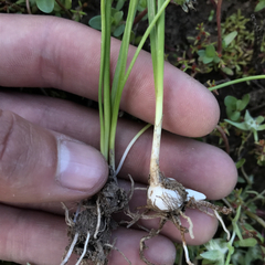 Triglochin scilloides