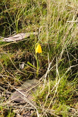 Fritillaria pudica
