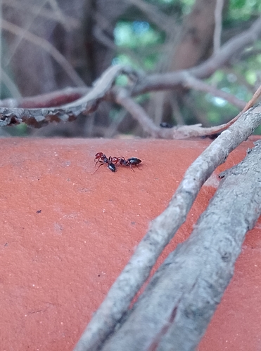 Mediterranean Acrobat Ant