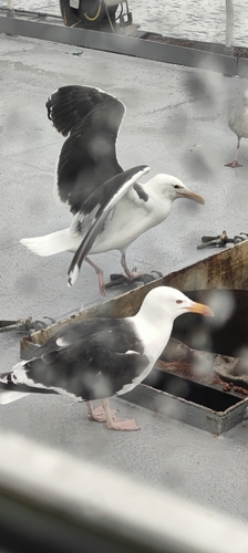 Great Black-backed Gull
