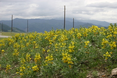 Thermopsis mongolica
