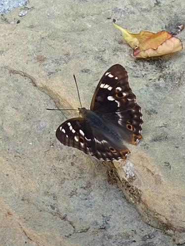 Lesser Purple Emperor