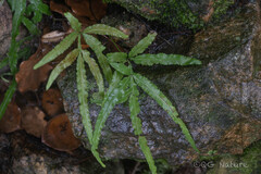 Pteris multifida, photograph (c) Wang.QG, some rights reserved (CC BY)