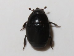 Margarinotus brunneus