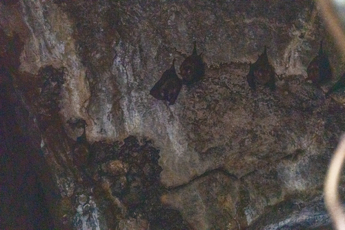 Great Roundleaf Bat