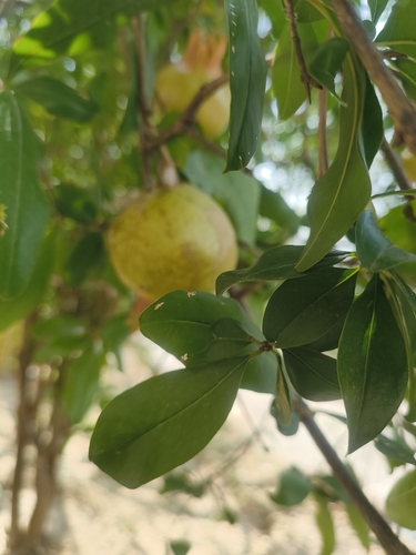 pomegranate