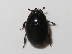 Margarinotus brunneus