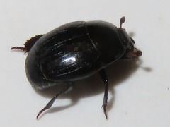 Margarinotus brunneus