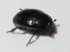 Margarinotus brunneus