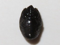 Margarinotus brunneus