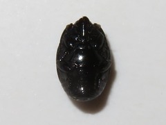 Margarinotus brunneus