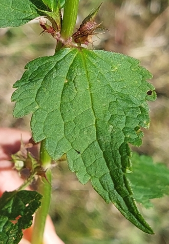 Spotted deadnettle