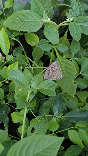Large Oakblue