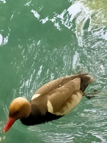 Red-crested Pochard