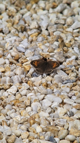 Meadow Brown