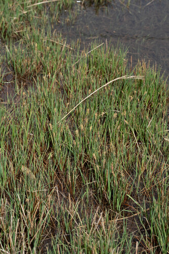 Carex thunbergii iNat (3)
