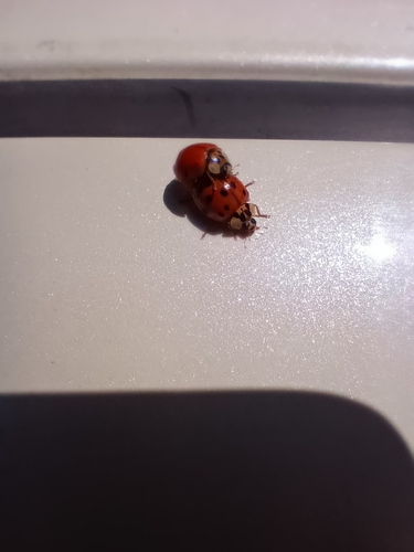 Asian Lady Beetle