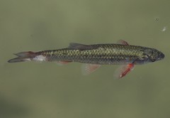 Sarmarutilus rubilio