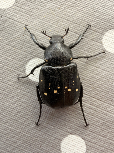 Variable Chafer