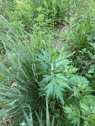 common mugwort