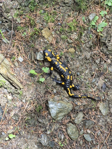 Fire Salamander