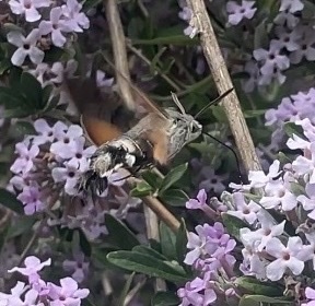 Eurasian Hummingbird Hawkmoth
