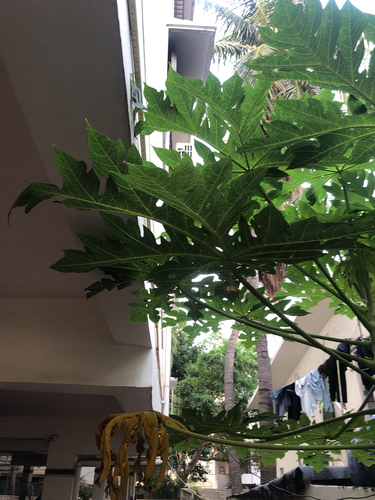 Papaya