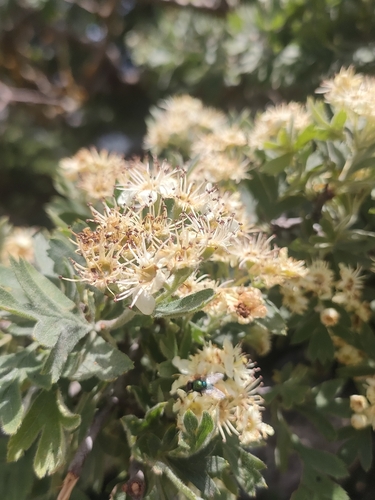 Crataegus laciniata
