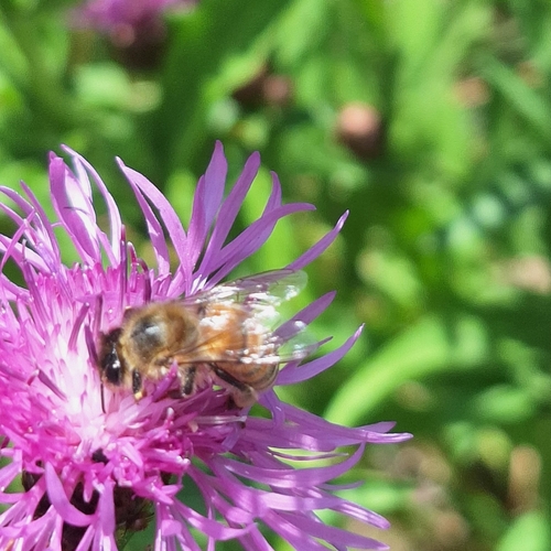 Western Honey Bee
