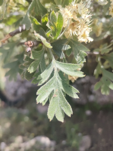 Crataegus laciniata, photograph 2