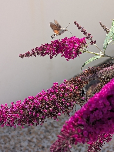 Eurasian Hummingbird Hawkmoth