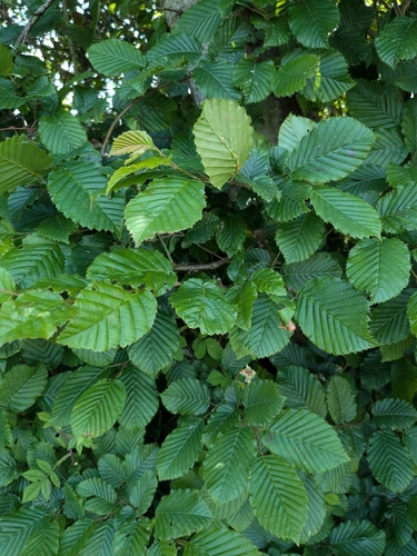 European Hornbeam