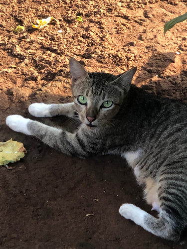 Domestic Cat