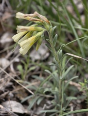 (c) fmunoz, some rights reserved (CC BY) Onosma echioides, photograph (c) fmunoz, some rights reserved (CC BY)