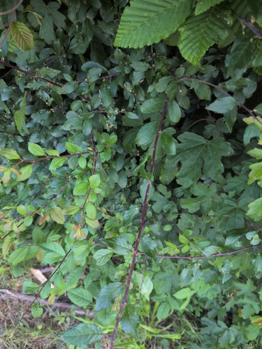 Blackthorn