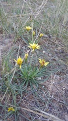 Pseudopodospermum molle