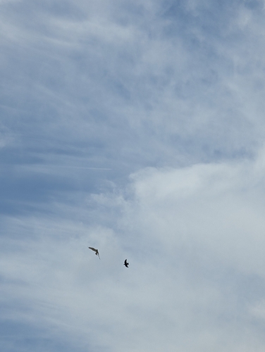 Short-toed Snake-Eagle