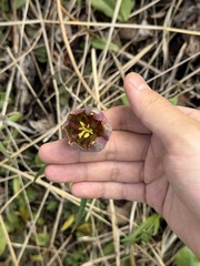 (c) Jane Charlen, some rights reserved (CC BY) Fritillaria maximowiczii, photograph (c) Jane Charlen, some rights reserved (CC BY)