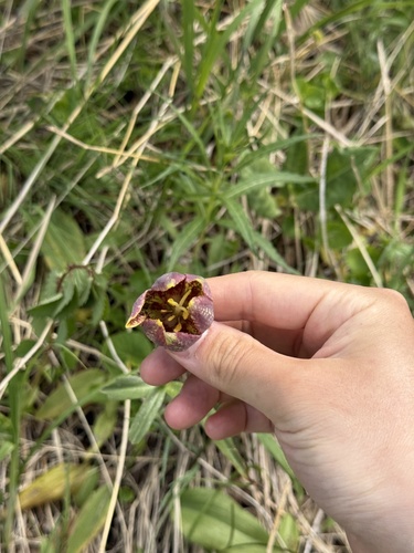 Fritillaria maximowiczii, photograph 3