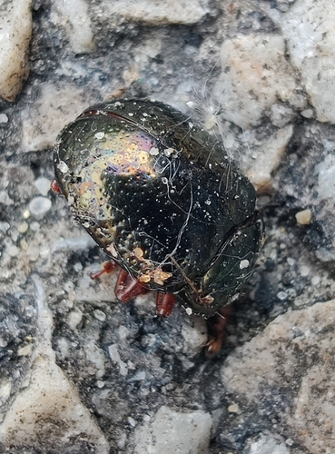 Bronze Beetle