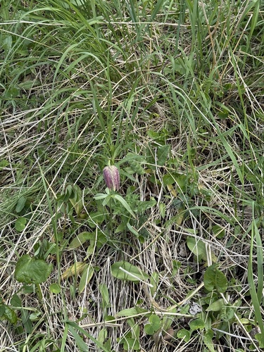 Fritillaria maximowiczii, photograph 4