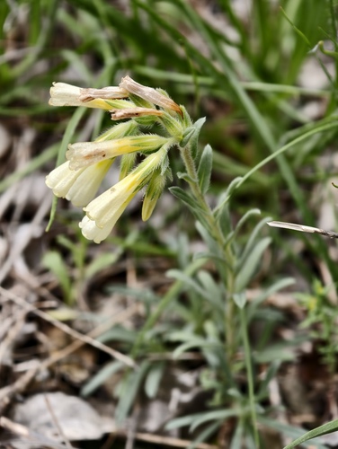 Onosma echioides, photograph 3
