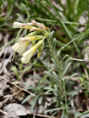 (c) fmunoz, some rights reserved (CC BY) Onosma echioides, photograph (c) fmunoz, some rights reserved (CC BY)