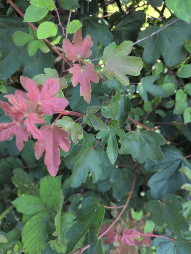 field maple