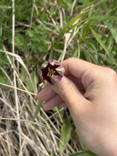 Fritillaria maximowiczii, photograph 5