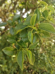 Cupani's cherry (Prunus cupaniana)