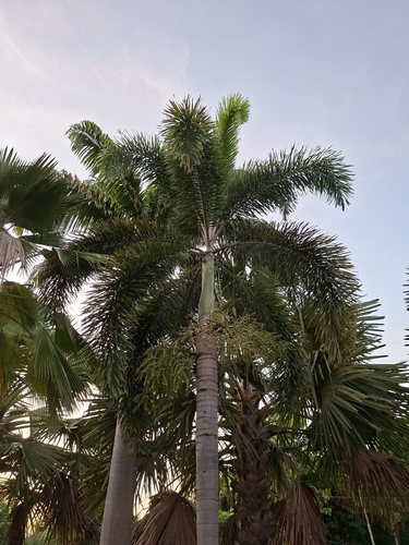 Foxtail Palm