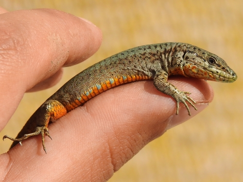 Green Iberian Wall Lizard, photo 3 of 10