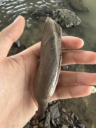 Lanceolaria lanceolata