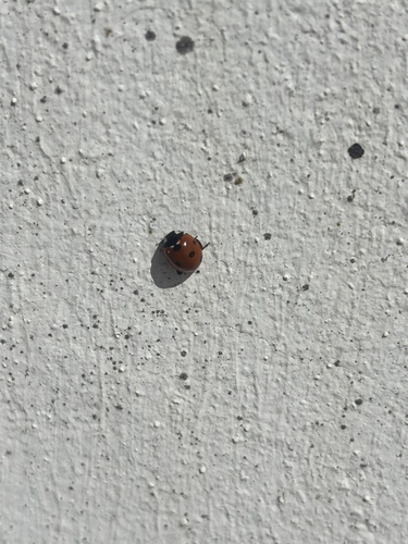 Seven-spotted Lady Beetle